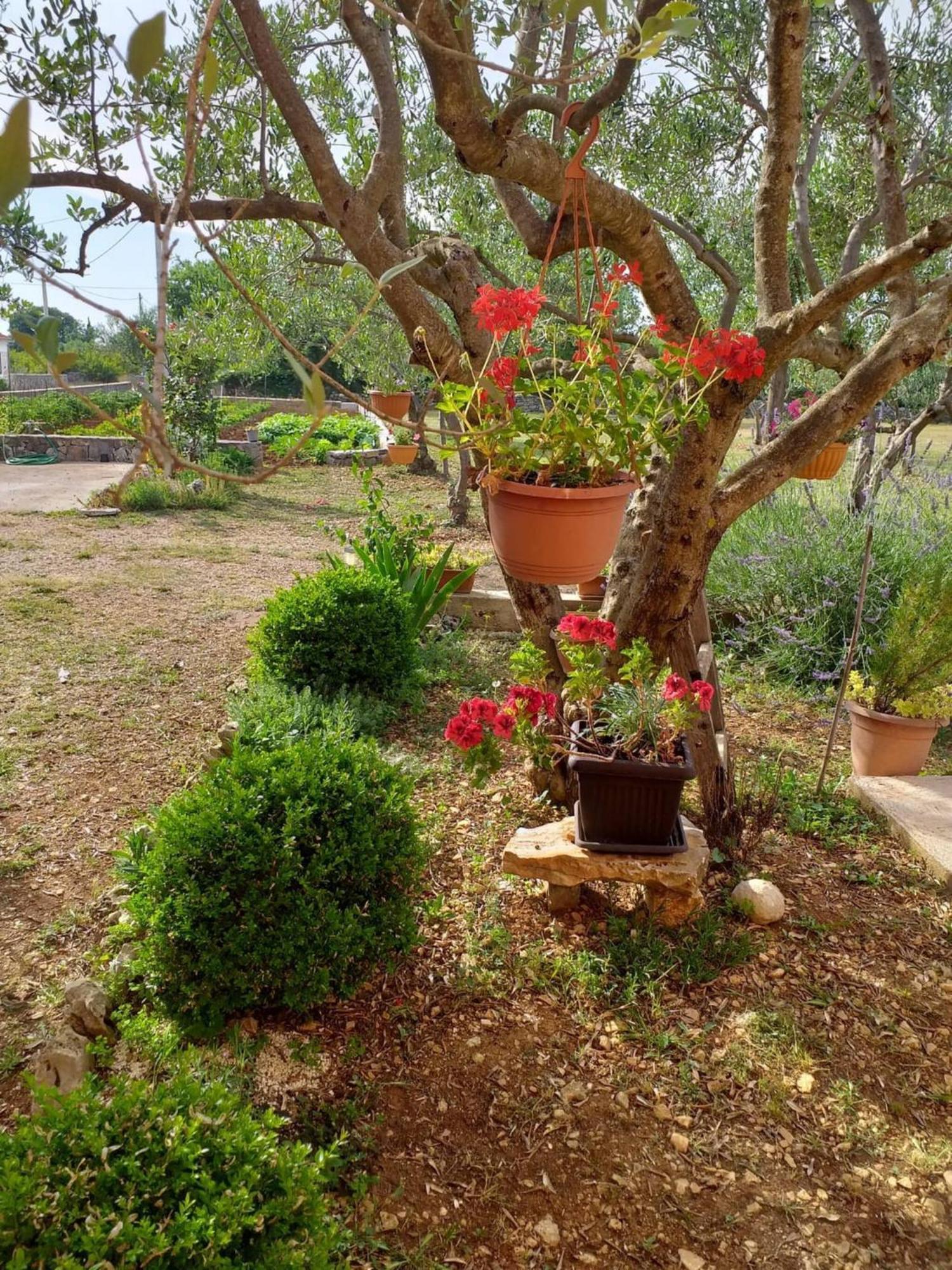 Rural Apartment Ante Drniš Εξωτερικό φωτογραφία